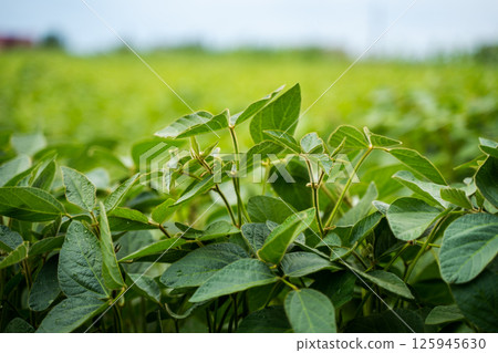 Closeup of fresh soybean leaves in summer with shallow depth and soft background blur Closeup of fresh soybean leaves in summer with shallow depth and soft background blur 125945630