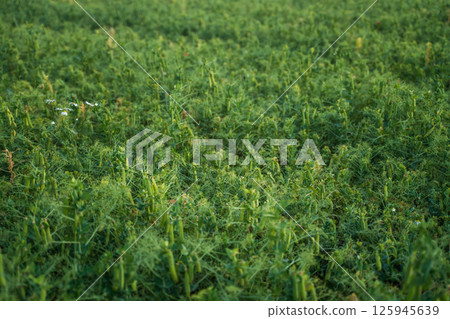 Close view of harvested pea plants with short green stalks and wildflowers on farmland 125945639