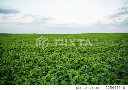 Wide panoramic view of dense green soybean field under soft evening sky in rural area 125945640