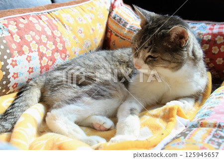 Elderly grandma cat resting on cat bed Elderly grandma cat resting on cat bed 125945657