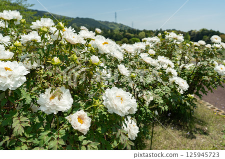 三重縣員弁市農業公園初夏牡丹園中盛開的白牡丹 125945723