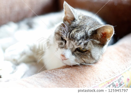 Momo-chan, a 22-year-old old cat, relaxing on a cat bed, three days before her death Momo-chan, a 22-year-old old cat, relaxing on a cat bed, three days before her death 125945797