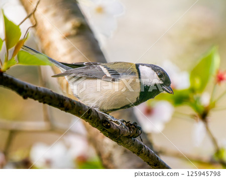 Tits fringing on branches Tits fringing on branches 125945798