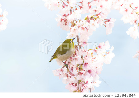 Koganishi Sakura和White-eye 125945844