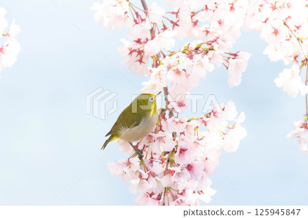 Koganishi Sakura and White-eye Koganishi Sakura and White-eye 125945847