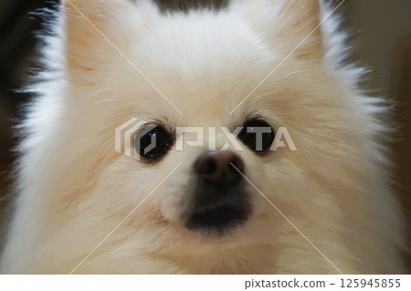 Adorable fluffy white Pomeranian 125945855