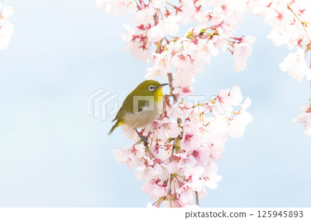 Koganishi Sakura and White-eye 125945893