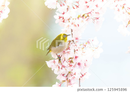 Koganishi Sakura和White-eye 125945896