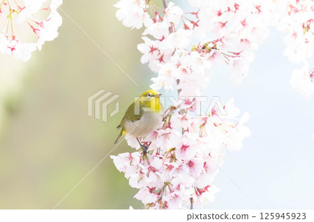 Koganishi Sakura and White-eye 125945923