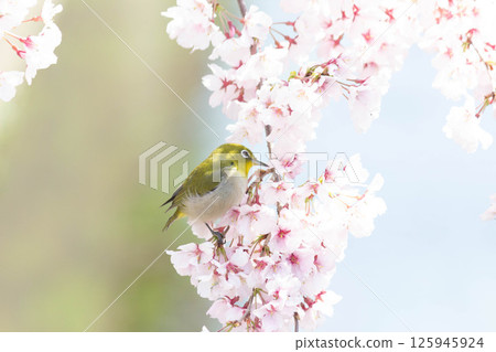 Koganishi Sakura and White-eye Koganishi Sakura and White-eye 125945924