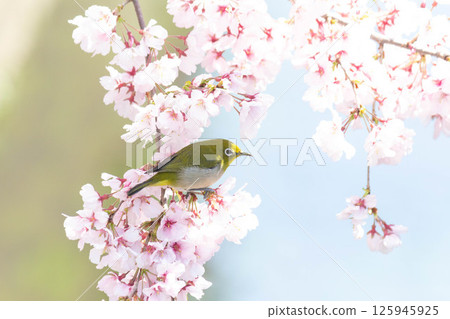 Koganishi Sakura and White-eye Koganishi Sakura and White-eye 125945925