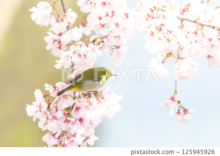 Koganishi Sakura and White-eye Koganishi Sakura and White-eye 125945926