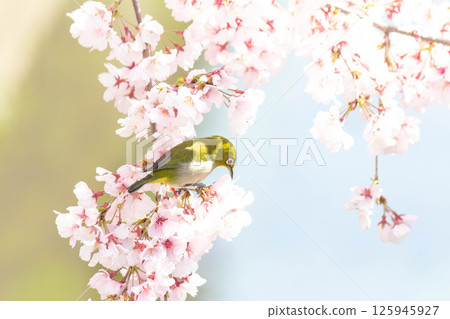 Koganishi Sakura和White-eye Koganishi Sakura和White-eye 125945927
