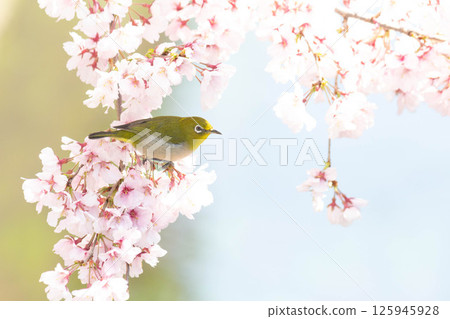 Koganishi Sakura和White-eye Koganishi Sakura和White-eye 125945928