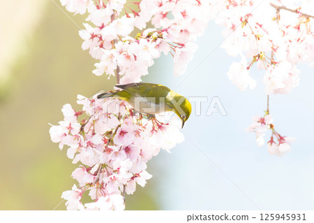 Koganishi Sakura and White-eye Koganishi Sakura and White-eye 125945931