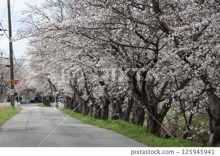 道路與盛開的吉野櫻花樹的風景 125945941