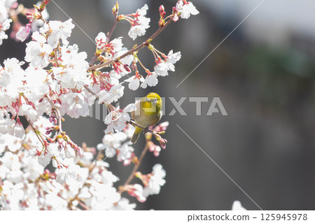 Koganishi Sakura and White-eye 125945978