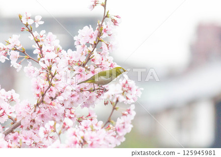 Koganishi Sakura和White-eye Koganishi Sakura和White-eye 125945981