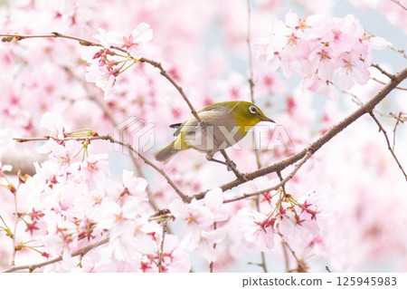 Koganishi Sakura和White-eye 125945983