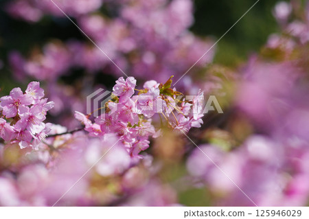 寺池公園的河津櫻花 寺池公園的河津櫻花 125946029