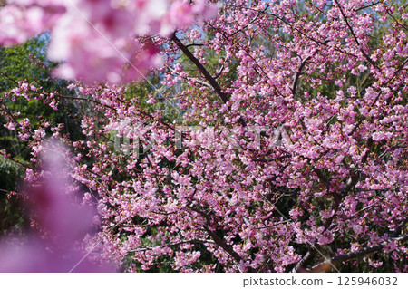 Kawazu cherry blossoms at Teragaike Park Kawazu cherry blossoms at Teragaike Park 125946032