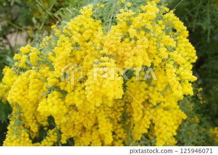 Mimosa at Teragaike Park Mimosa at Teragaike Park 125946071