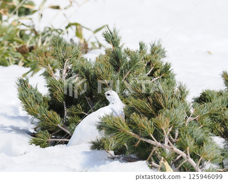 Pumila and the winter-furred ptarmigan Pumila and the winter-furred ptarmigan 125946099