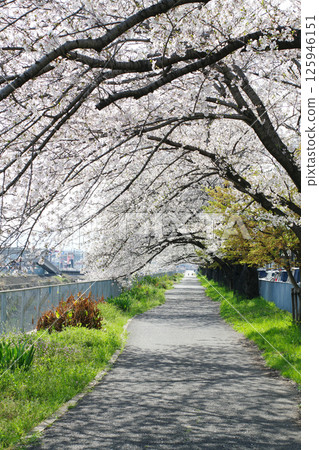 UR Tsukuno 住宅社區的櫻花 UR Tsukuno 住宅社區的櫻花 125946151
