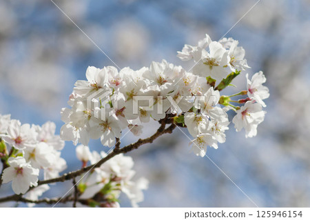 Cherry blossoms at UR Tsukuno housing complex 125946154