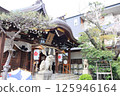 Beautiful cherry blossoms in full bloom at Ichinomiya Shrine 125946164