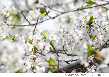 Cherry blossoms at UR Tsukuno housing complex 125946169
