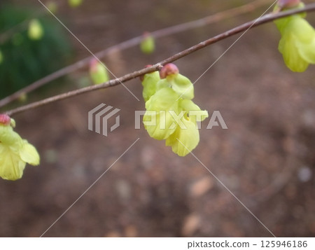 Hyuga mizuki 125946186