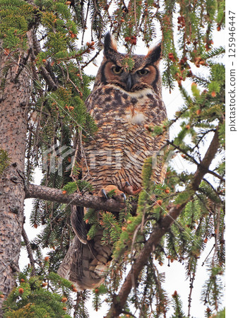 Great-horned Owl perched on a fir branch in the forest, Quebec, Canada 125946447