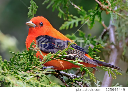 Scarlet tanager perching on branch tree, Canada Scarlet tanager perching on branch tree, Canada 125946449