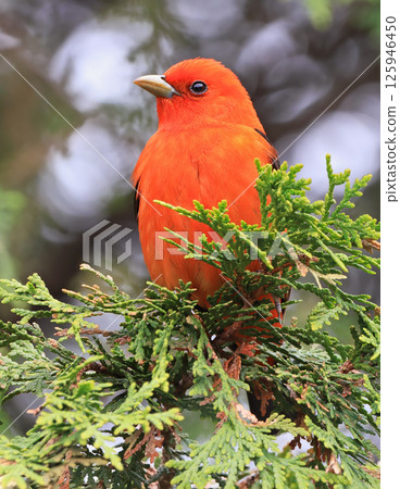 Scarlet tanager perching on branch tree, Canada Scarlet tanager perching on branch tree, Canada 125946450