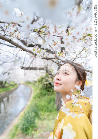 身著和服、櫻花盛開的成年女性 身著和服、櫻花盛開的成年女性 125946508
