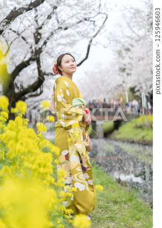 Adult women in kimonos enjoying cherry blossom viewing at the Kawagoe Shingashi River Adult women in kimonos enjoying cherry blossom viewing at the Kawagoe Shingashi River 125946603