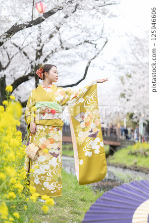 Adult women in kimonos enjoying cherry blossom viewing at the Kawagoe Shingashi River Adult women in kimonos enjoying cherry blossom viewing at the Kawagoe Shingashi River 125946606