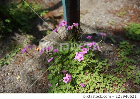 開花在路旁的桃紅色花 125946621