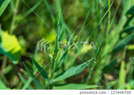 A small grasshopper nestled among the greenery 125946708