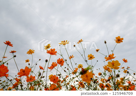 A group of yellow cosmos flowers shining against a cloudy sky 125946709