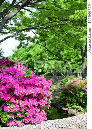 公園池塘和杜鵑花 125946729