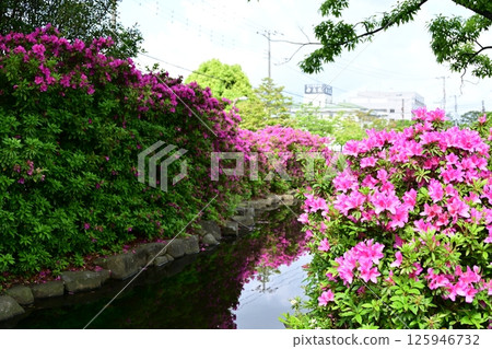 Park pond and azaleas 125946732