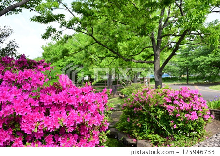 杜鵑花在公園裡 125946733