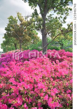 Azalea blooming in the park 125946748