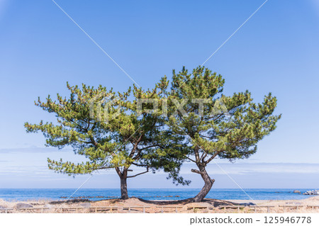 青森縣八戶大須賀海岸的春日風景 125946778