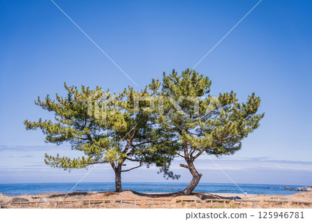 青森縣八戶大須賀海岸的春日風景 125946781