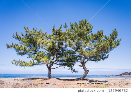 "Aomori Prefecture" Spring scenery of Osuka Coast, Hachinohe City 125946782