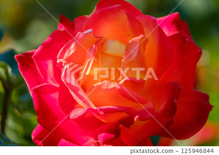 Passionate red and orange roses illuminated by the setting sun 125946844