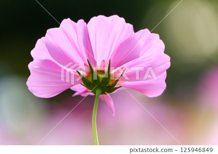 背光中漂浮的波斯菊花瓣的輪廓 125946849